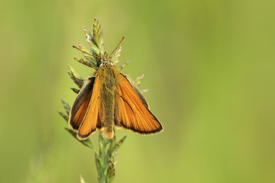 Essex Skipper or European Skipper (Thymelicus lineola), Zug, Switzerland, Europe