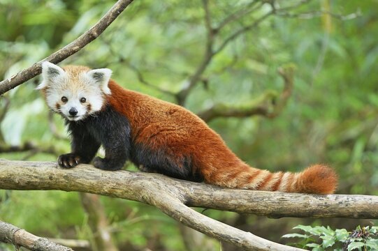 Red panda (Ailurus fulgens), captive, Switzerland