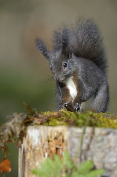 Red Squirrel (Sciurus vulgaris), black morph, perched on a tree stump, Fischen, Allg&auml;u, Bavaria, Germany