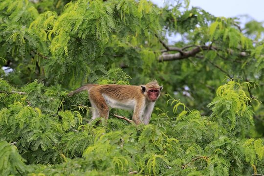 Toque macaque (Macaca sinica), adult, climbing a tree, Yala National Park, Sri Lanka