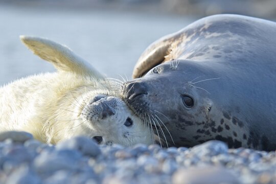 Grey seals (Halichoerus grypus), Mother with kitten, Helgoland, Germany