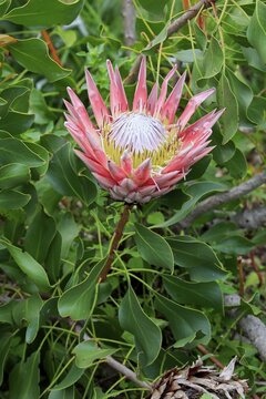 King Protea (Protea cynaroides), flower, flowering, bloom, Harold Porter National Botanical Garden, Betty's Bay, South Africa
