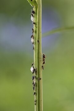 Ant ( Formicidae) milks Aphids ( Aphidoidea) on plant, Bavaria, Germany