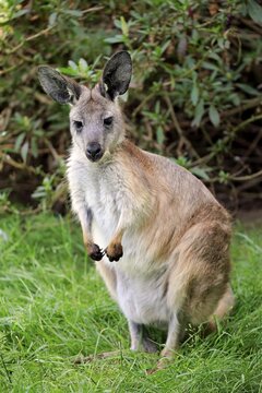 Common wallaroo (Macropus robustus), adult, sitting in the grass, Phillip Island, Gippsland, Victoria, Australia