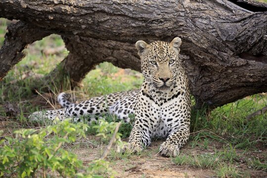 Leopard (Panthera pardus), adult, lying on the ground, attentive, observing, Sabi Sand Game Reserve, Kruger National Park, South Africa