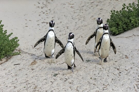 African penguin (Spheniscus demersus), adult, group, beach, running, on shore, Boulders Beach, Simon's Town, Western Cape, South Africa