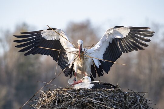 White stork at nest, pair, Clapper Stork (Ciconia ciconia), L&uuml;tzelsee, Canton Zurich, Switzerland