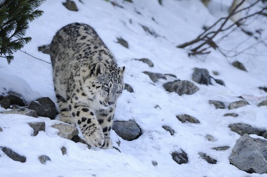 Snow Leopard (Uncia uncia), cub