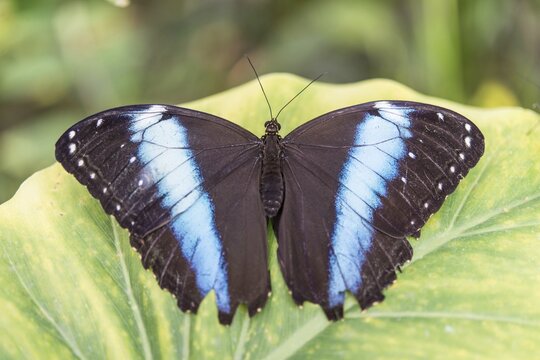 Blue Morpho (Morpho peleides), captive, Munich