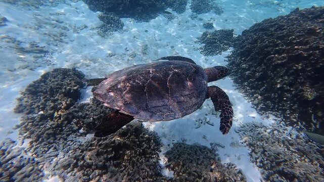 Sea turtle swimming in clear tropical water near Thoddoo Island in the Maldives. Peaceful underwater snorkeling scene.