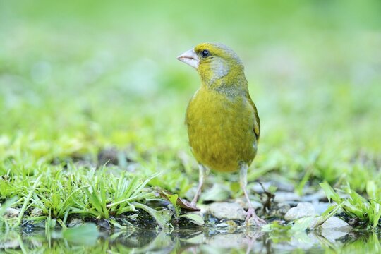 Greenfinch (Carduelis chloris) on the pond shore, Rhodopes, Bulgaria