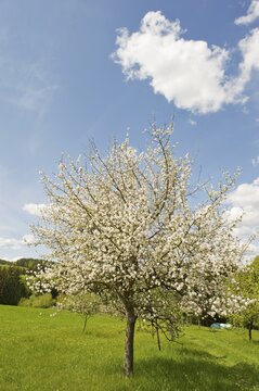 Blossoming apple trees, Bucklige Welt, Lower Austria, Austria, Europe