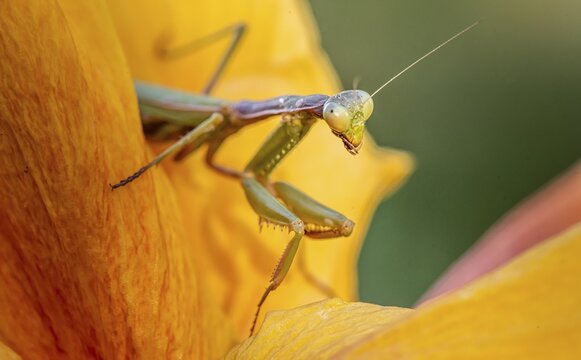 European mantis (mantis religiosa) on a flower, Paros, Aegean Sea, Greece