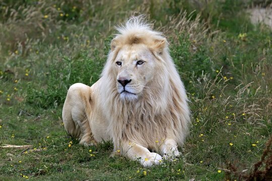 Lion (Panthera leo), adult male, white lion, colour mutation, native to Africa, captive, England, United Kingdom
