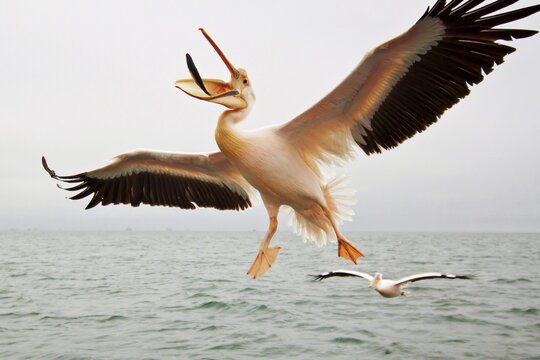 Great white pelican (Pelecanus onocrotalus), catches thrown fish, Walfish Bay, Erongo Region, Namibia