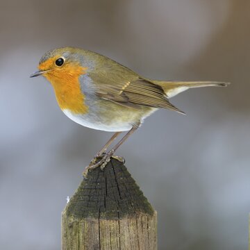 European robin (Erithacus rubecula), sitting on the top of a garden fence lath, Swabian Alb Biosphere Reserve, Baden-W&uuml;rttemberg, Germany