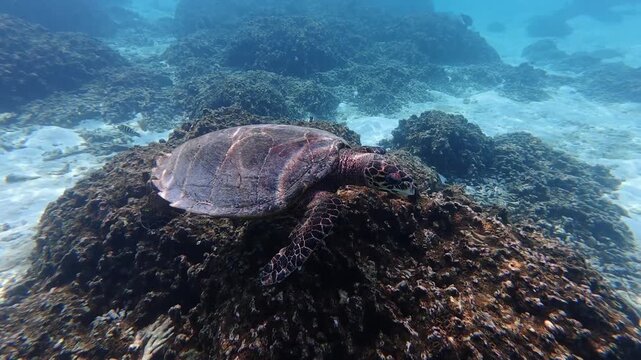 Hawksbill sea turtle searching for food on a coral reef near Thoddoo Island in the Maldives. Natural snorkeling wildlife scene.