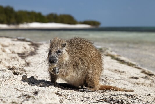 Desmarest's hutia (Capromys pilorides), on the beach, Anclita, Caribbean, Iceland
