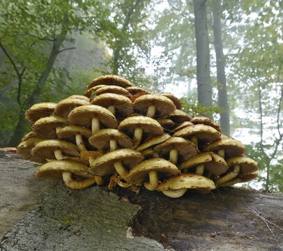 Golden scalycap (Pholiota aurivella) growing on a dead beech, Arnstein, Lower Austria, Austria, Europe