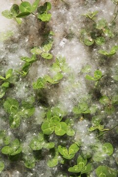 Fluffy tufts of seeds from silverleaf poplar (Populus alba) trees and trefoil, Huelva, Andalusia, Spain