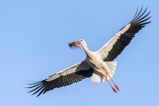 White Stork in flight, Clapper Stork (Ciconia ciconia), Canton Zurich, Switzerland