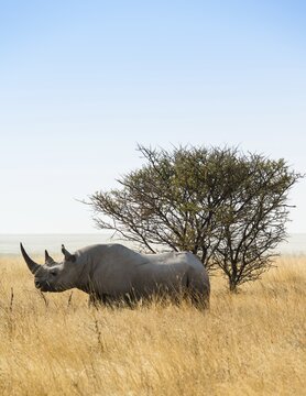 Black rhinoceros (Diceros bicornis), Etosha National Park, Namibia