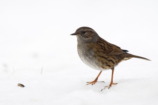 Dunnock (Prunella modularis) in the snow, Emsland, Lower Saxony, Germany
