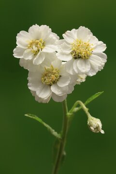 Fine leaved water dropwort (Oenanthe aquatica), flower, flowering, perennial, marsh plant, water plant, Ellerstadt, Germany
