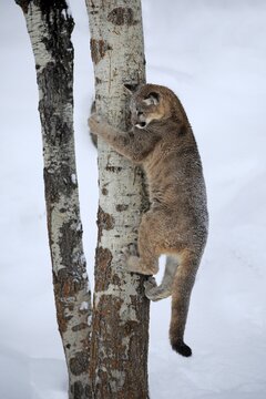 Cougar, (Felis concolor), young animal nine months old, in winter, in snow, on tree, climbing, Montana, North America, USA