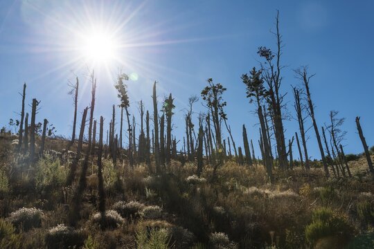 Burnt California Pine Trees, planted for faster growth than native pines, Tenerife, Canary Islands, Spain