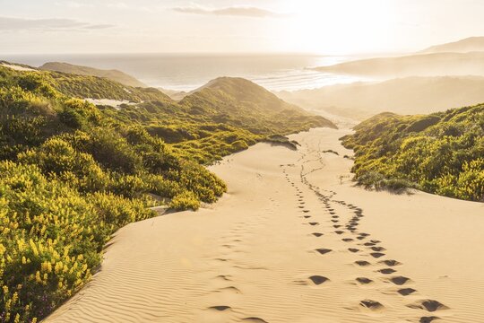Yellow Lupines (Lupinus luteus) on sand dunes, view of coast, Sandfly Bay, Dunedin, Otago Region, Otago Peninsula, Southland, New Zealand