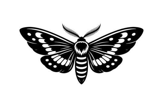 Black and white illustration of a moth with spotted wings and stripes on its body, isolated on a white background.