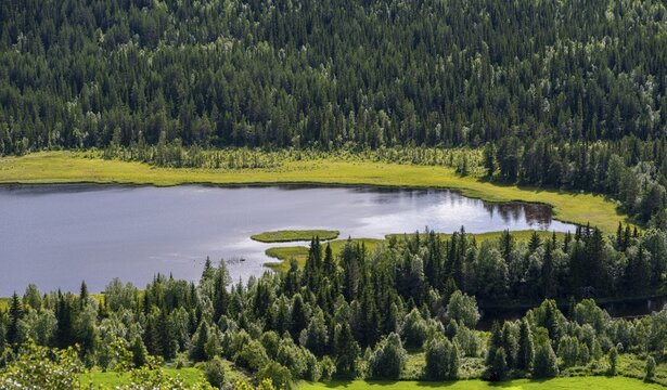Wooded lakeshore, Lake Sperillen, Hallingby, Viken, Norway