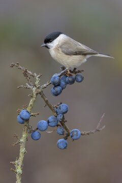 Marsh tit (Poecile palustris), on a sloe branch with blue berries, Swabian Alb Biosphere Reserve, Baden-W&uuml;rttemberg, Germany
