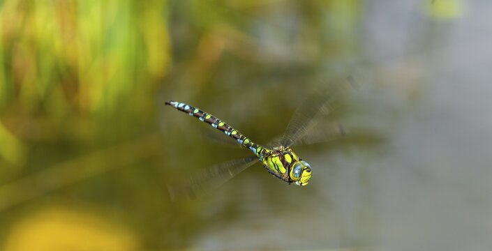 Southern Hawker (Aeshna cyanea), male in flight, Upper Austria, Austria