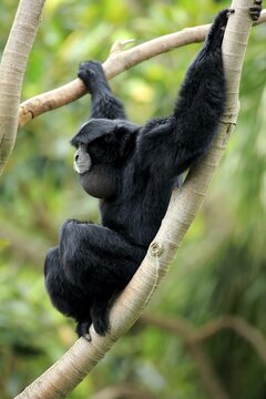 Siamang (Symphalangus syndactylus), adult male on a tree, captive, Singapore