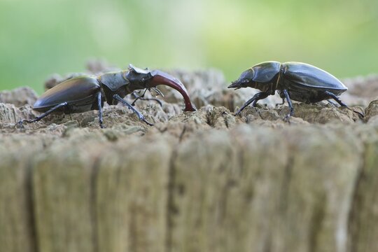 Stag beetles (Lucanus cervus), pair on dead wood, Emsland, Lower Saxony, Germany