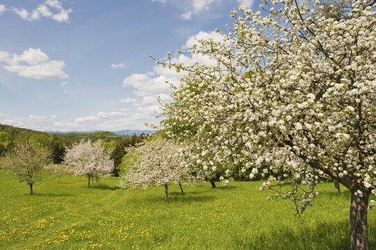 Blossoming apple trees, Bucklige Welt, Lower Austria, Austria, Europe