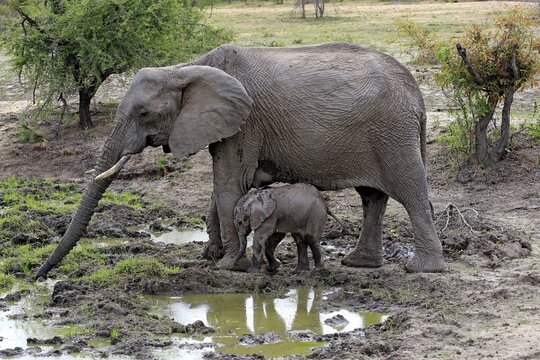 African elephants (Loxodonta africana), elephant cow with young animal at the mud hole, Sabi Sand Game Reserve, Kruger National Park, South Africa