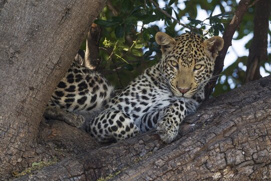 Leopard (Panthera pardus), female, resting in a tree, Chobe National Park, Botswana