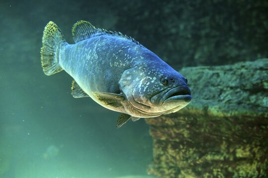 Dark grouper, (Epinephelus lanceolatus), adult, swimming, in water, captive, Cape Town, South Africa