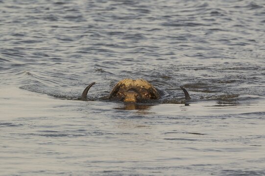 Cape Buffalo (Syncerus caffer caffer), bull swimming through the Chobe River, Chobe National Park, Botswana