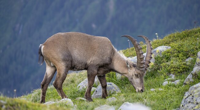 Alpine Ibex (Capra ibex), grazing, Mont Blanc massif, Chamonix, France