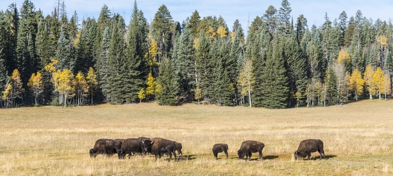 Beefalos, also cattalos or American hybrids, hybrid of North American bison (Bison bison) and domestic cattle (Bos taurus), Grand Canyon National Park, North Rim, Arizona, USA