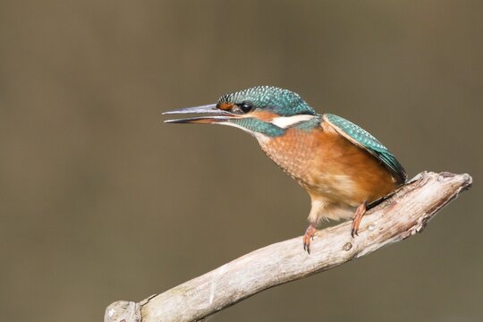 Common Kingfisher (Alcedo atthis), young female, perched on a branch, threatening gesture, North Hesse, Hesse, Germany