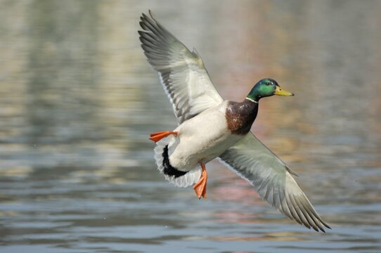 Mallard drake (Anas platyrhynchos) landing