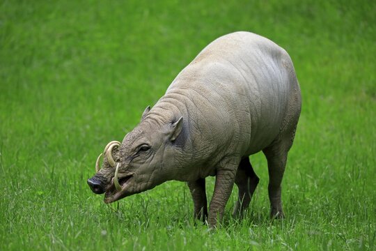 North sulawesi babirusa (Babyrousa celebensis), adult, male, foraging, captive, Sulawesi