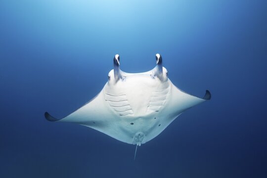 Reef manta ray (Manta alfredi) swims in blue water, Andaman Sea, Mu Ko Similan National Park, Similan Islands, Phang Nga Province, Thailand