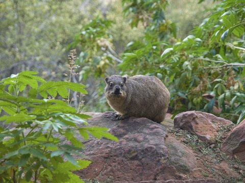 Rock Hyrax (Procavia capensis) in the Waterberg National Park, Namibia, Africa