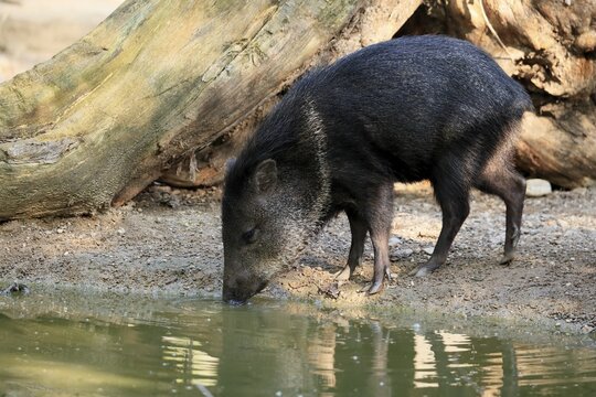 Collared Peccary (Pecari tajacu), adult, at the water, drinking, captive